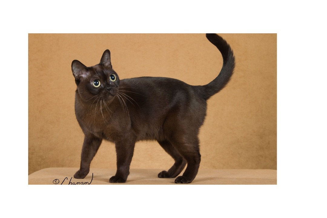 Burmese