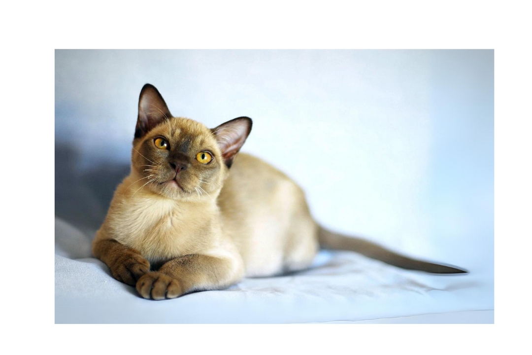 burmese
