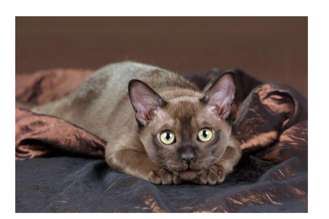 Burmese