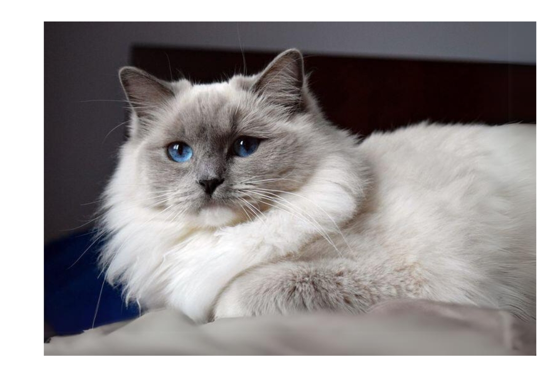 ragdoll