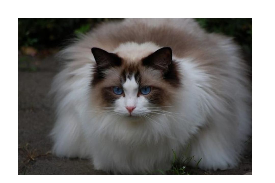 ragdoll