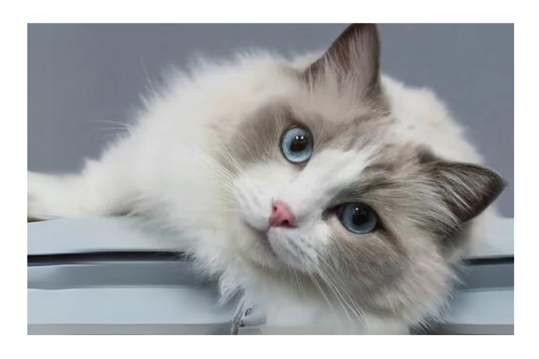 Ragdoll