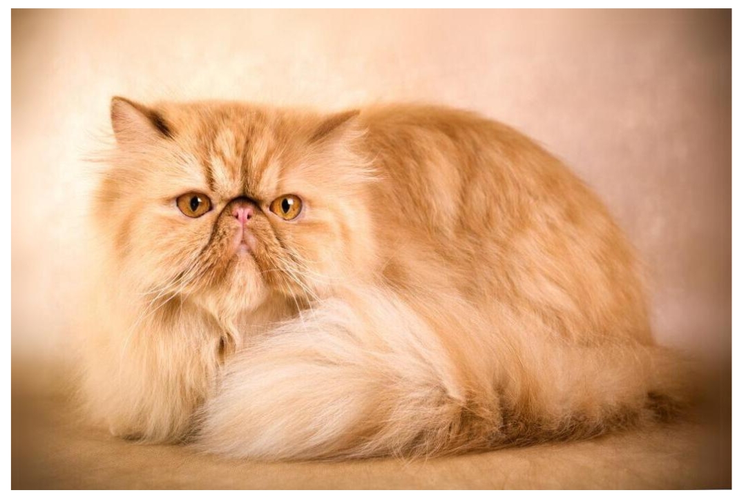 Persian cat