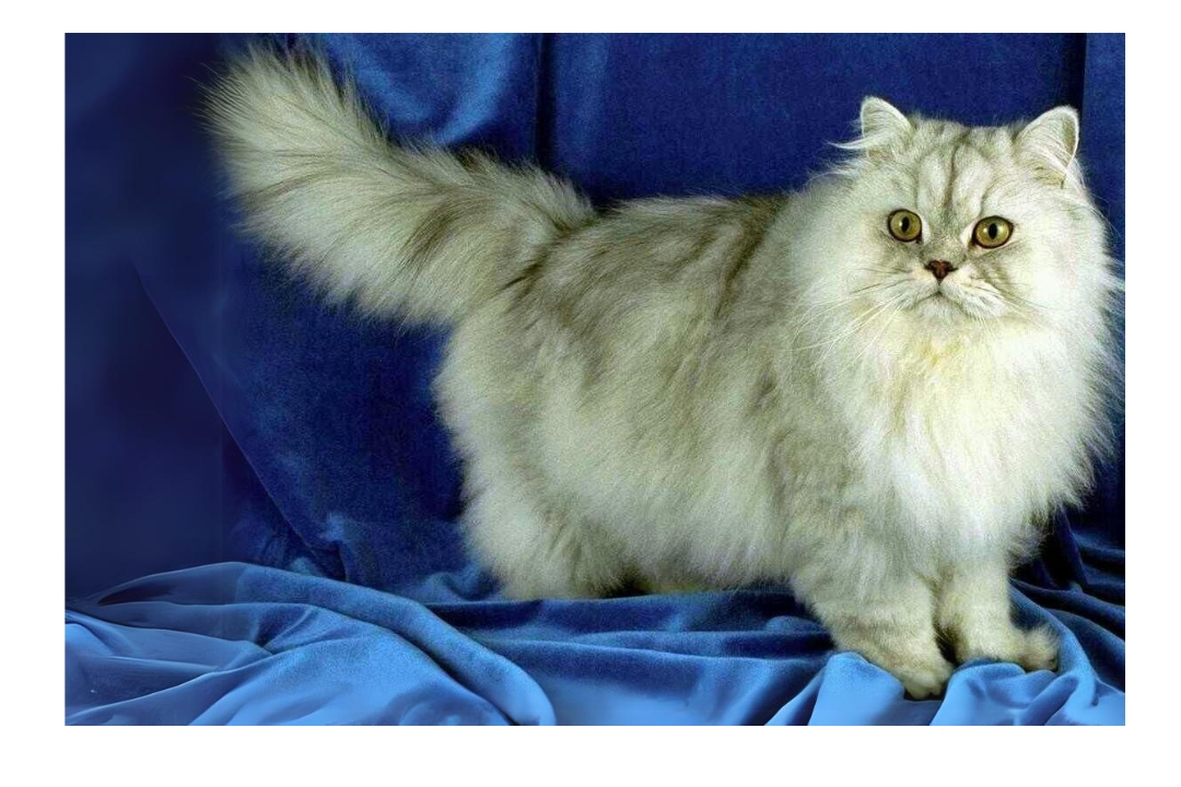 Persian cat