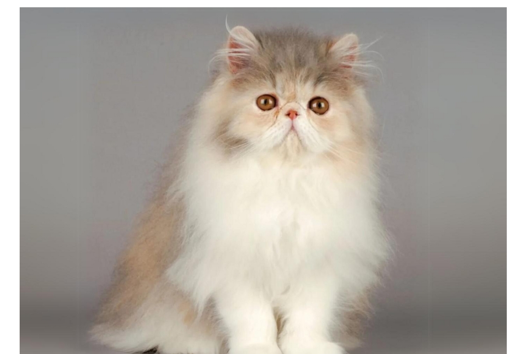 Persian cat