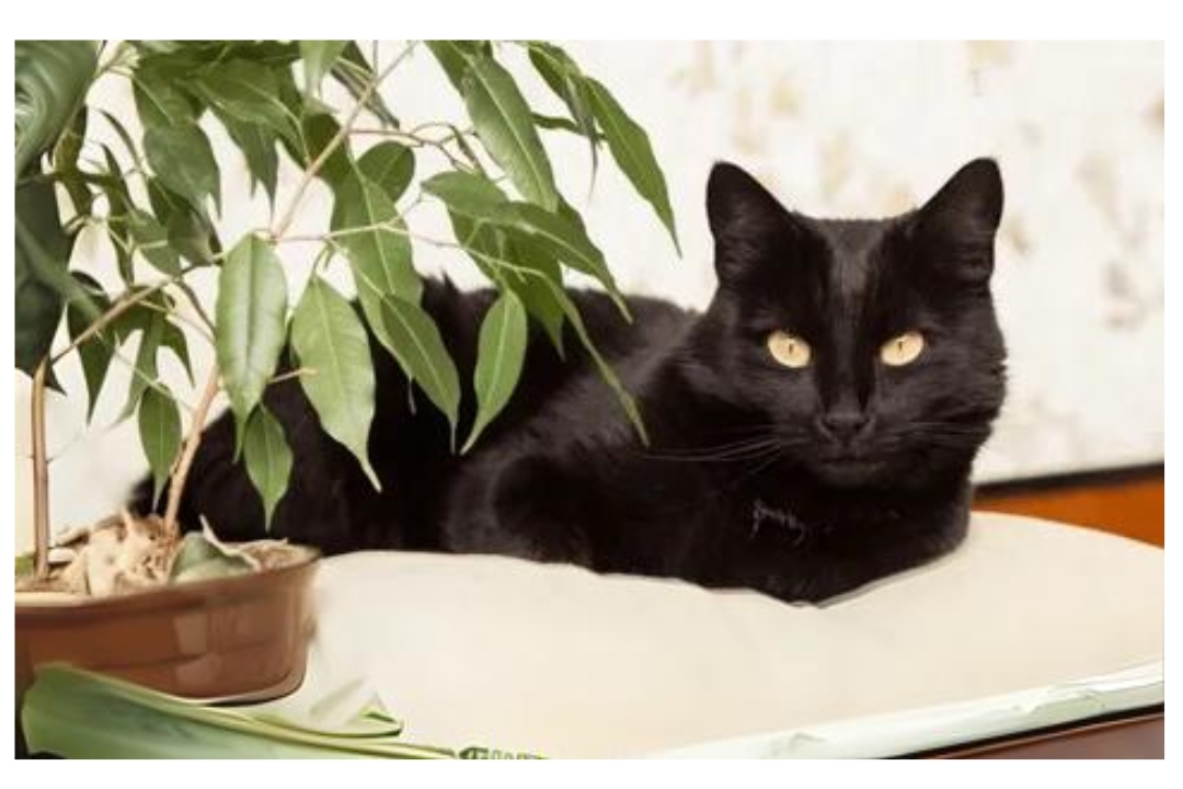 Bombay cat