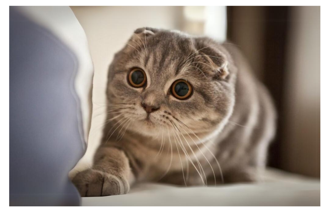 Scottish fold