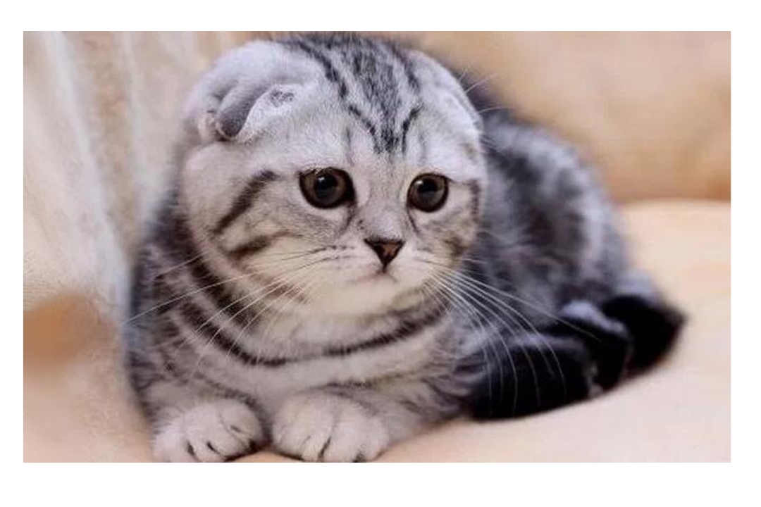 Scottish fold