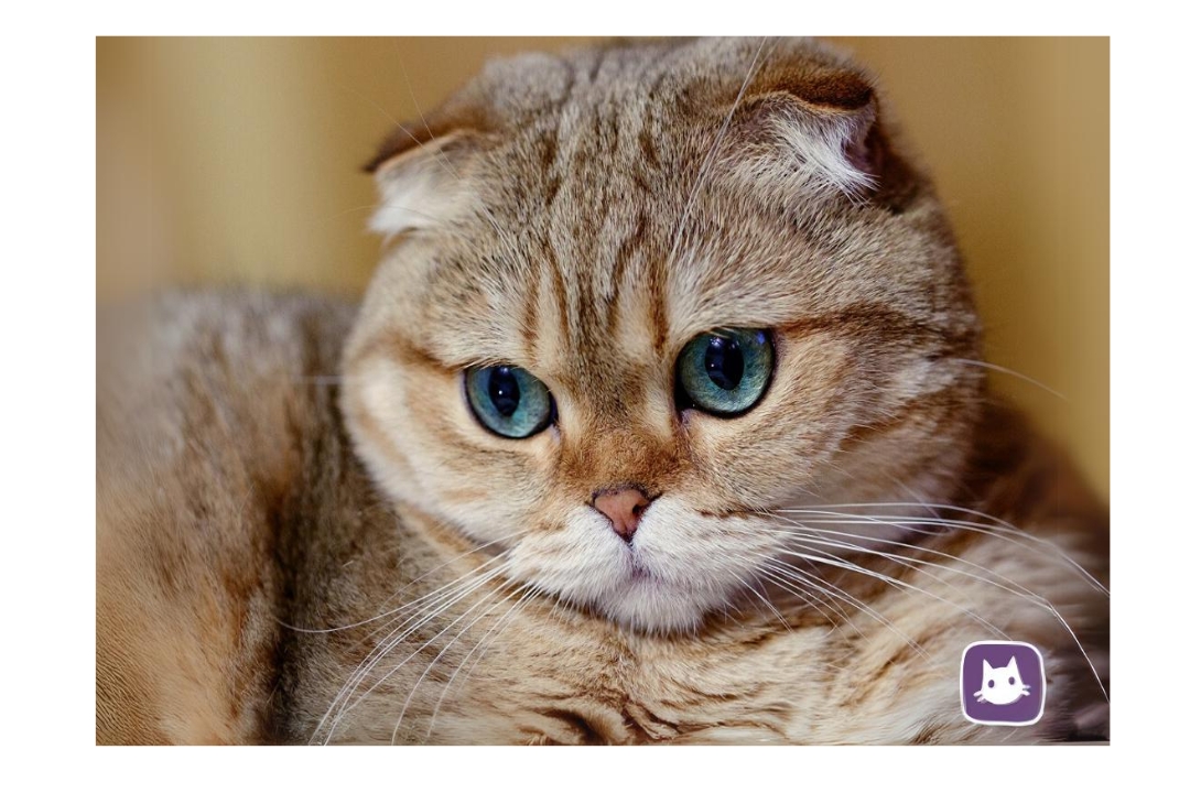 Scottish fold