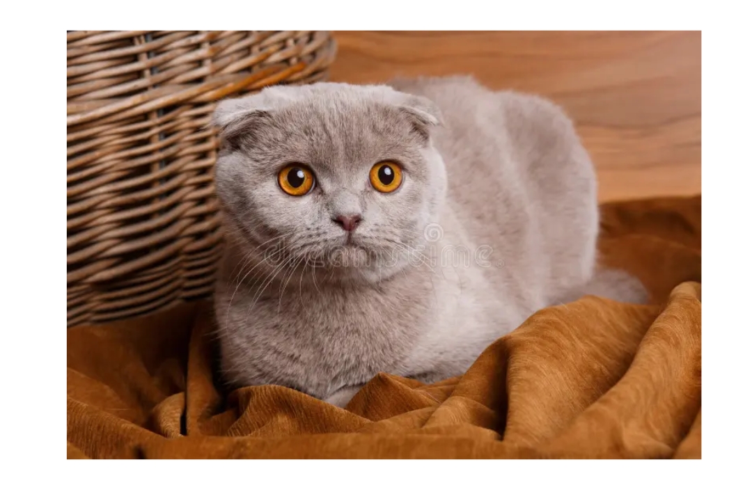 scottish fold