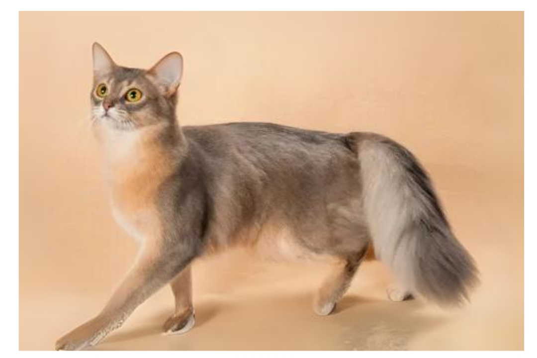 Somali Cat: