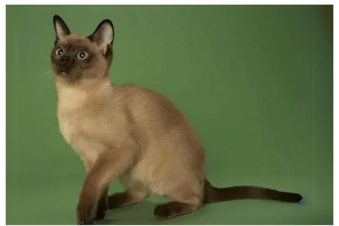 Tonkinese