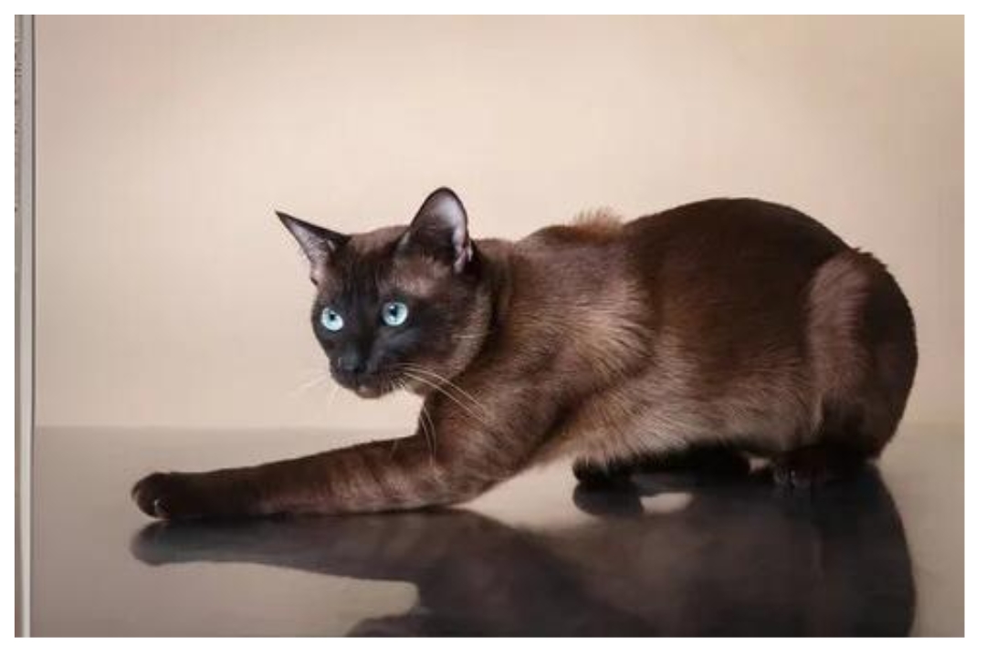 Tonkinese