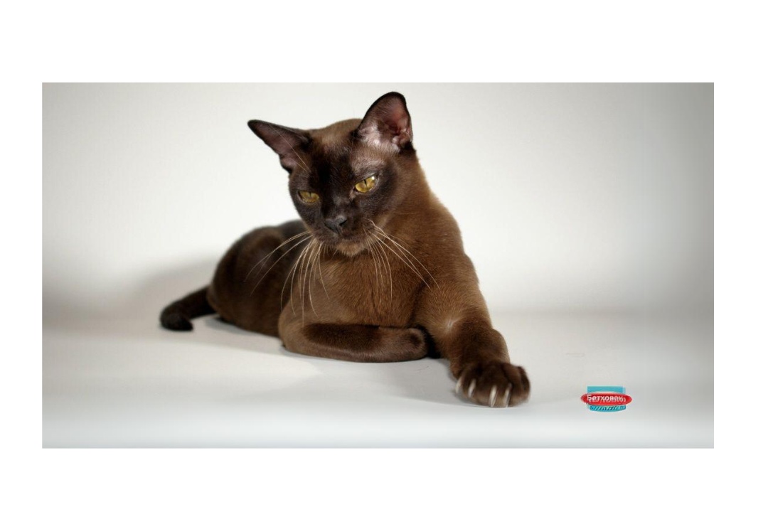 Burmese