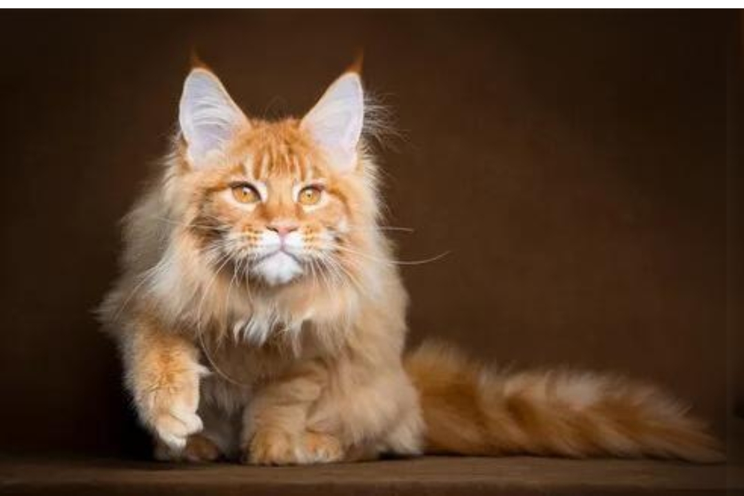 Maine Coons