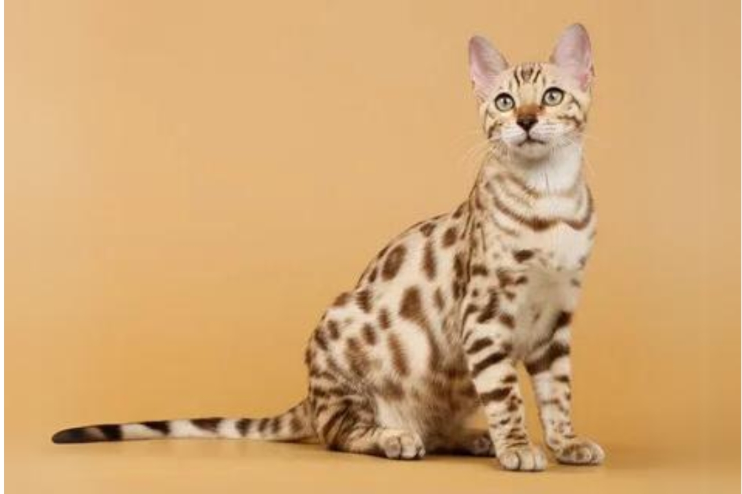 Bengal cats