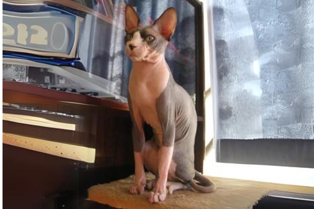 Sphynx cats