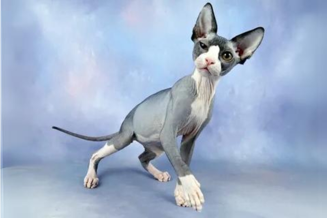 Sphynx cats
