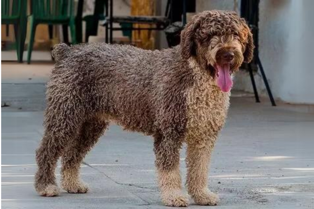 Spanish Water Dog