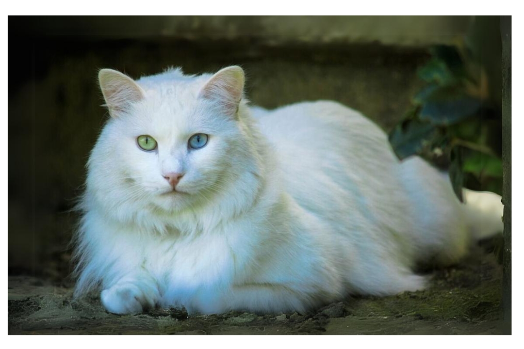 Turkish Angora
