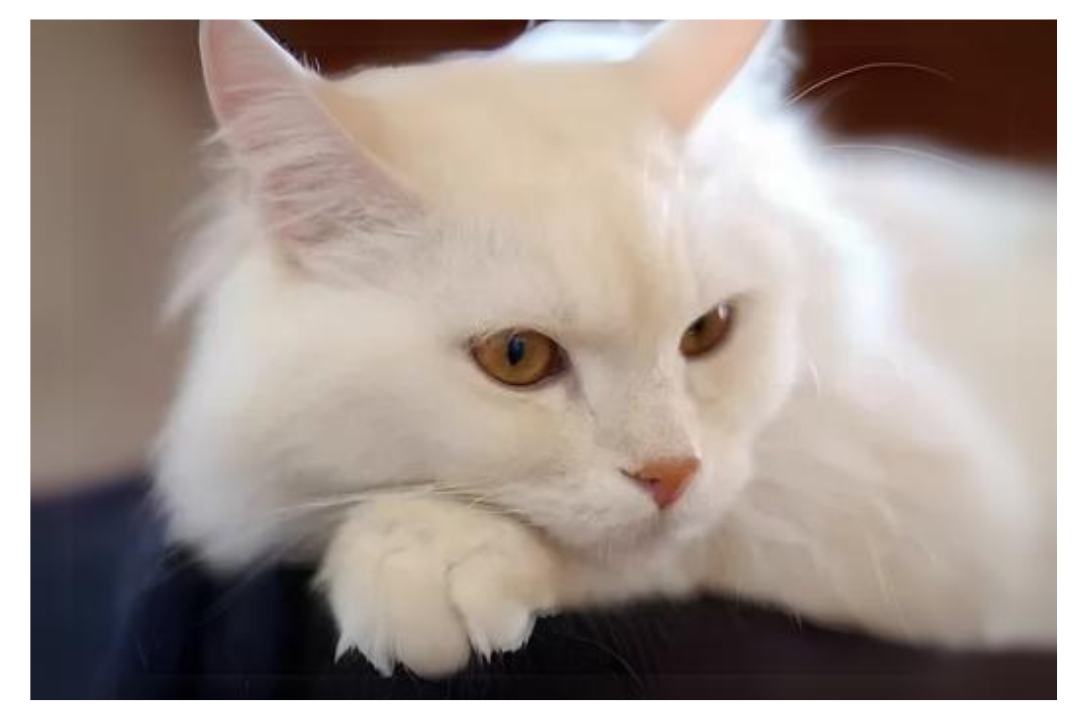 Turkish angora
