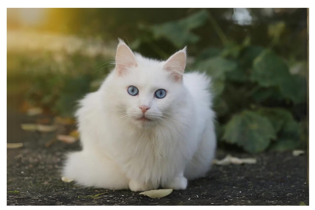 Turkish angora