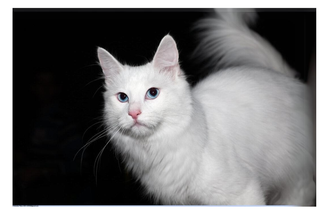 Turkish angora
