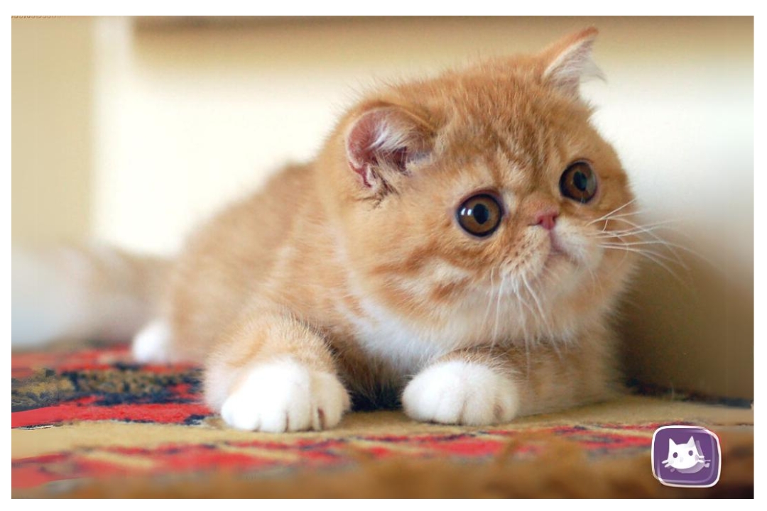 Exotic Cat