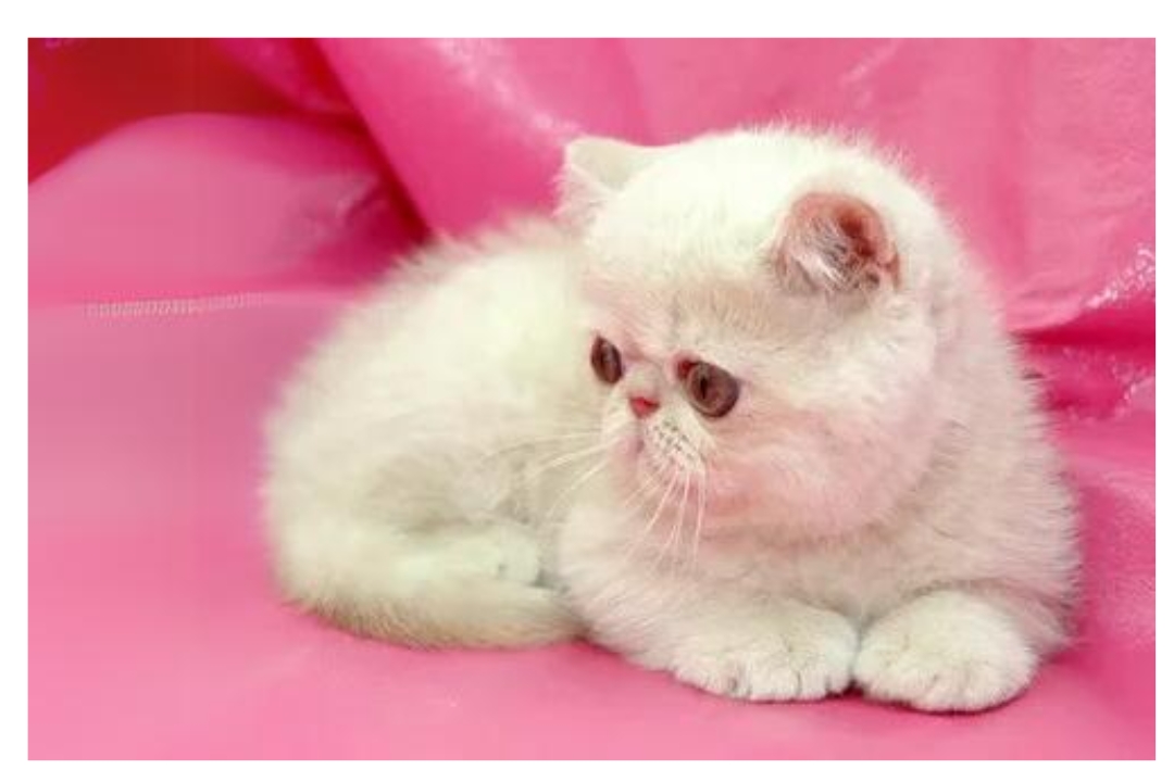 Exotic Cat