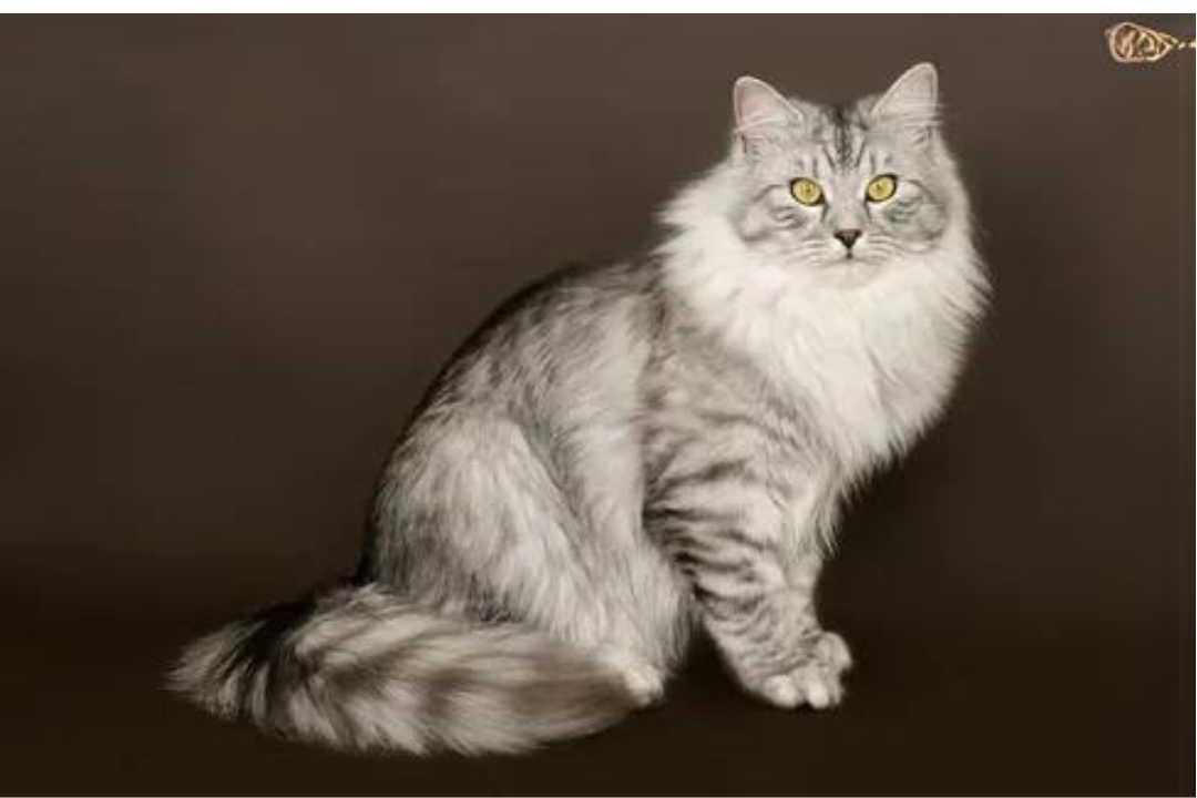 Siberian