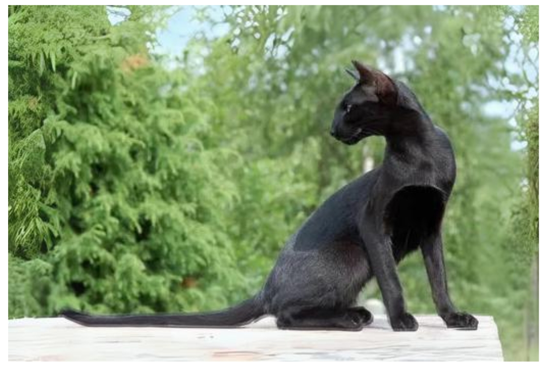 Oriental Cat