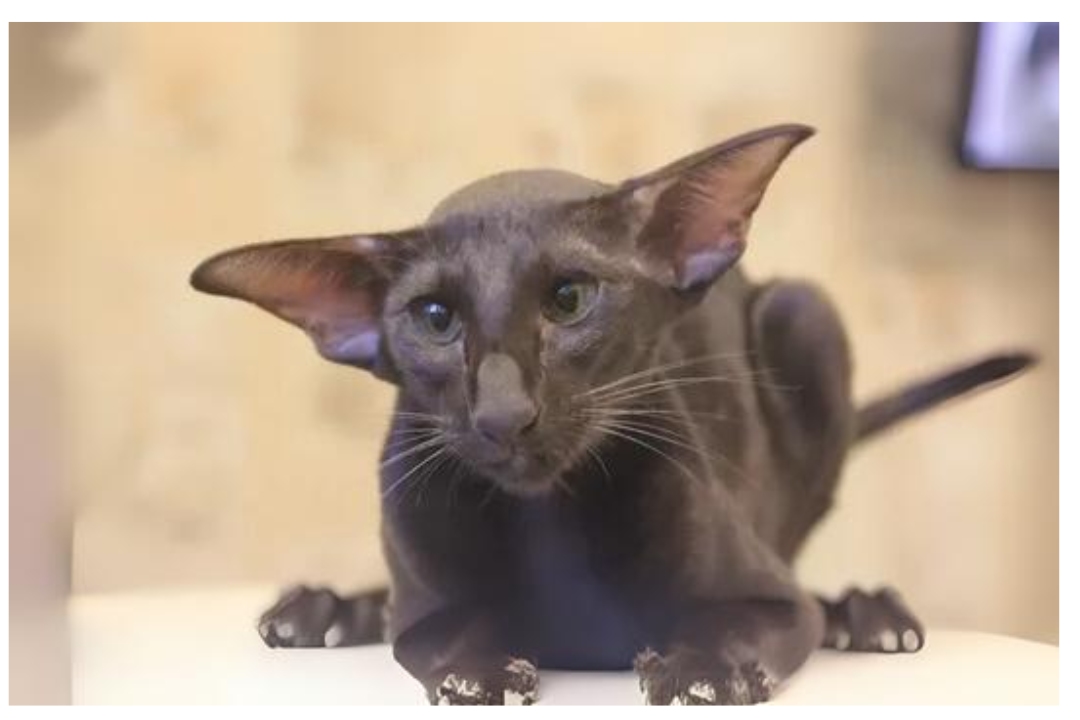 Oriental Cat