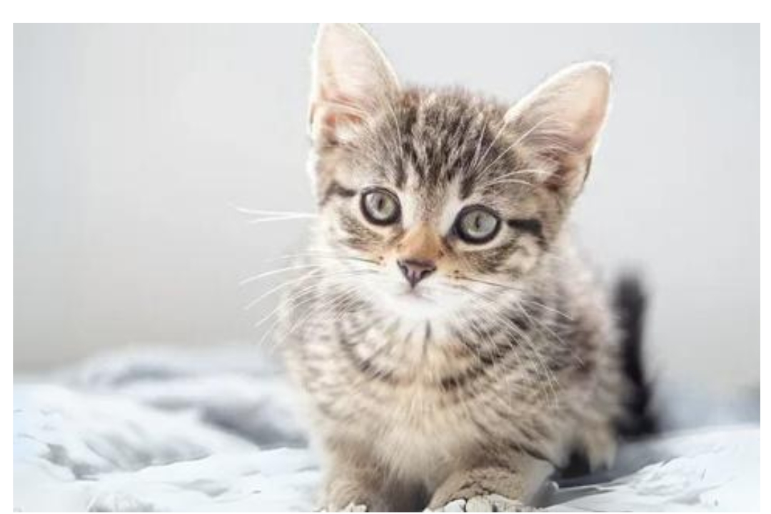 Ocicats