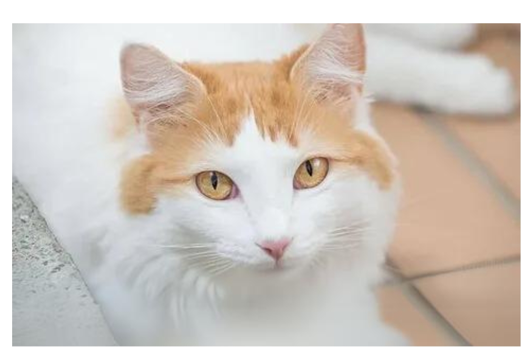 Turkish Van
