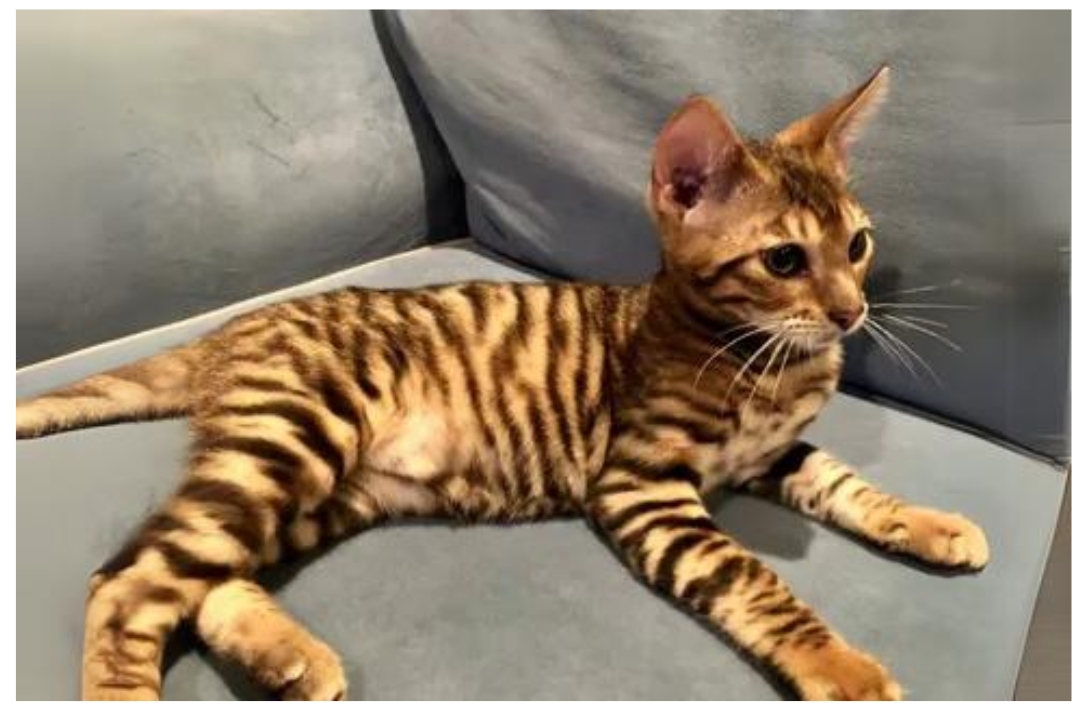 Toyger