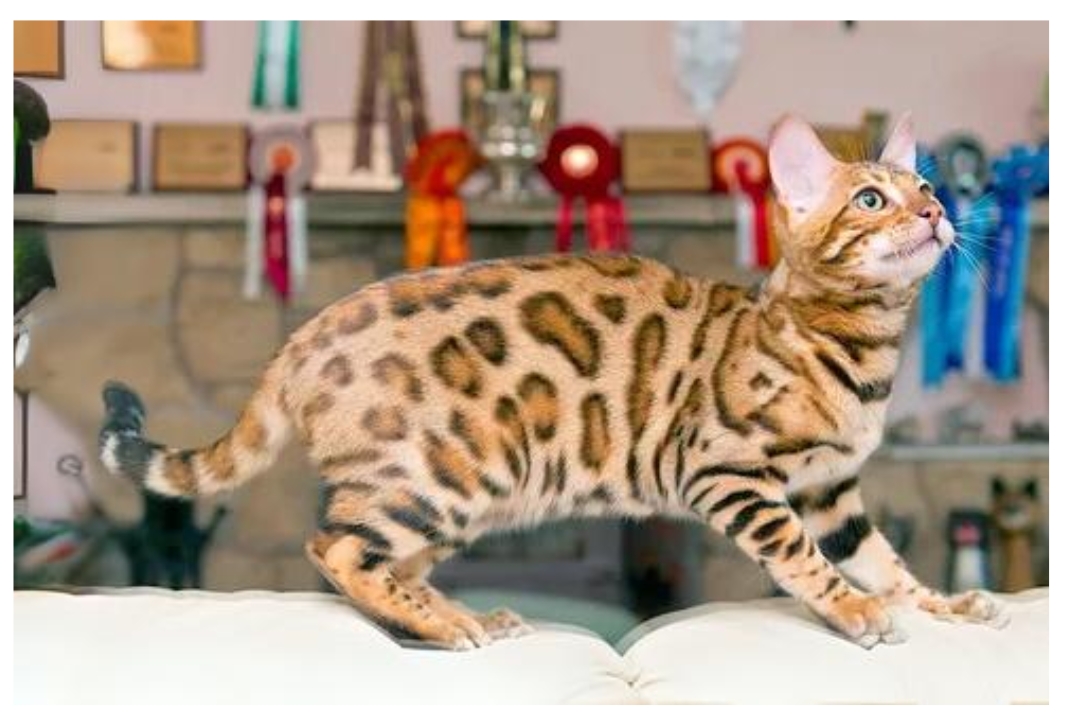 Toyger