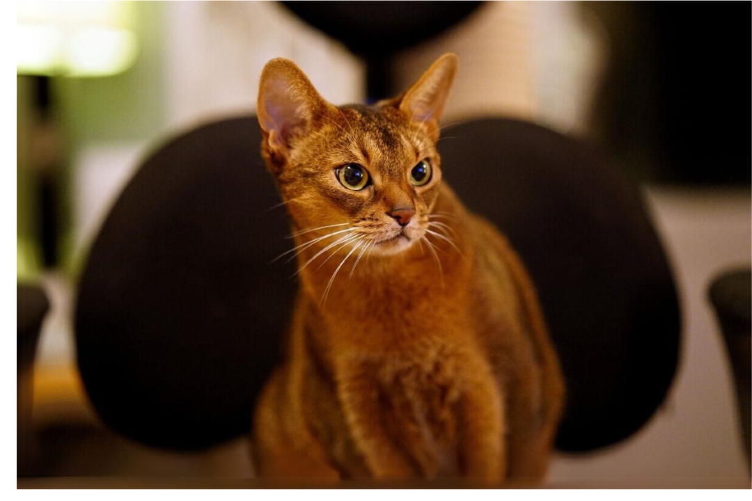 Abyssinians
