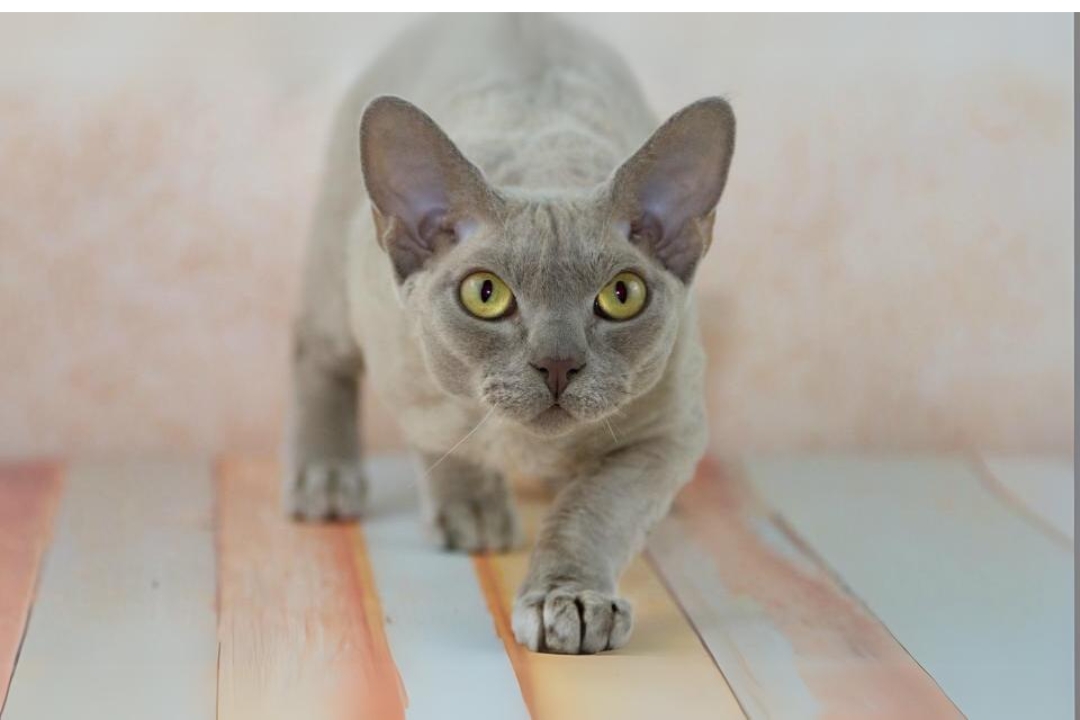 Devon Rex