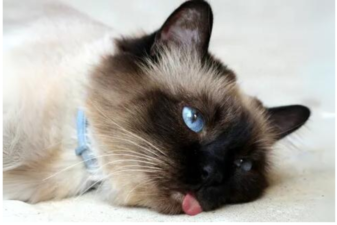 Birman